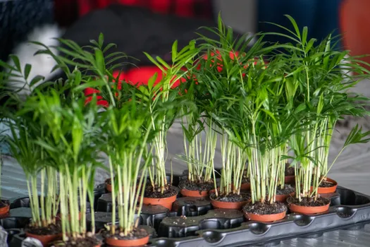 Copyright : Caryl Treuthardt